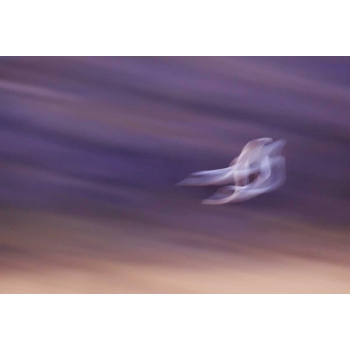 New Mexico, Abstract of two snow geese in flight